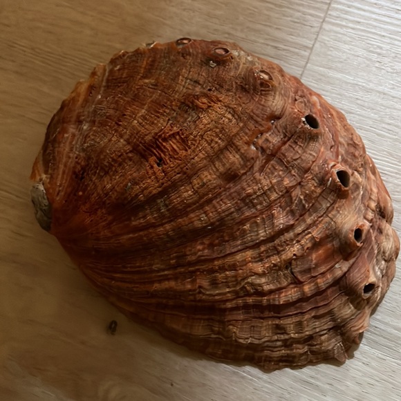 Set of 4 shells - Picture 2 of 9